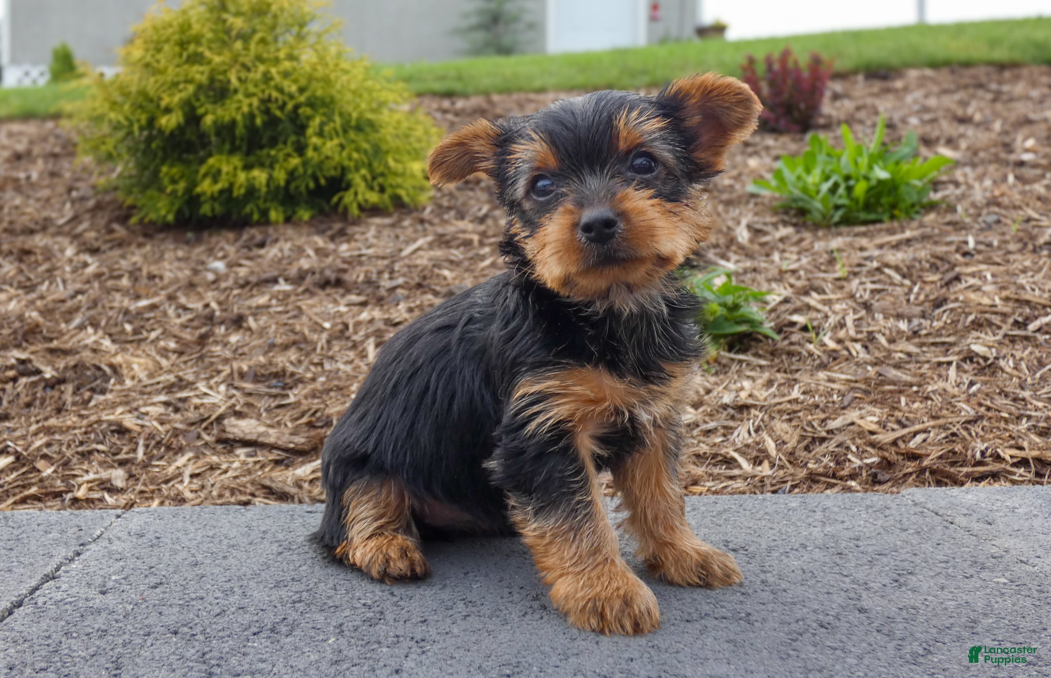 Yorkshire Terrier dogs June - Ad 1