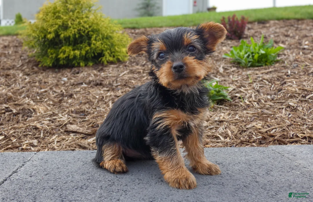 Yorkshire Terrier dogs for sale: June - Ad 1