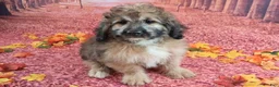 Saint Berdoodles dogs for sale: Stanley Manly - Mini Saint Berdoodle - Ad 3