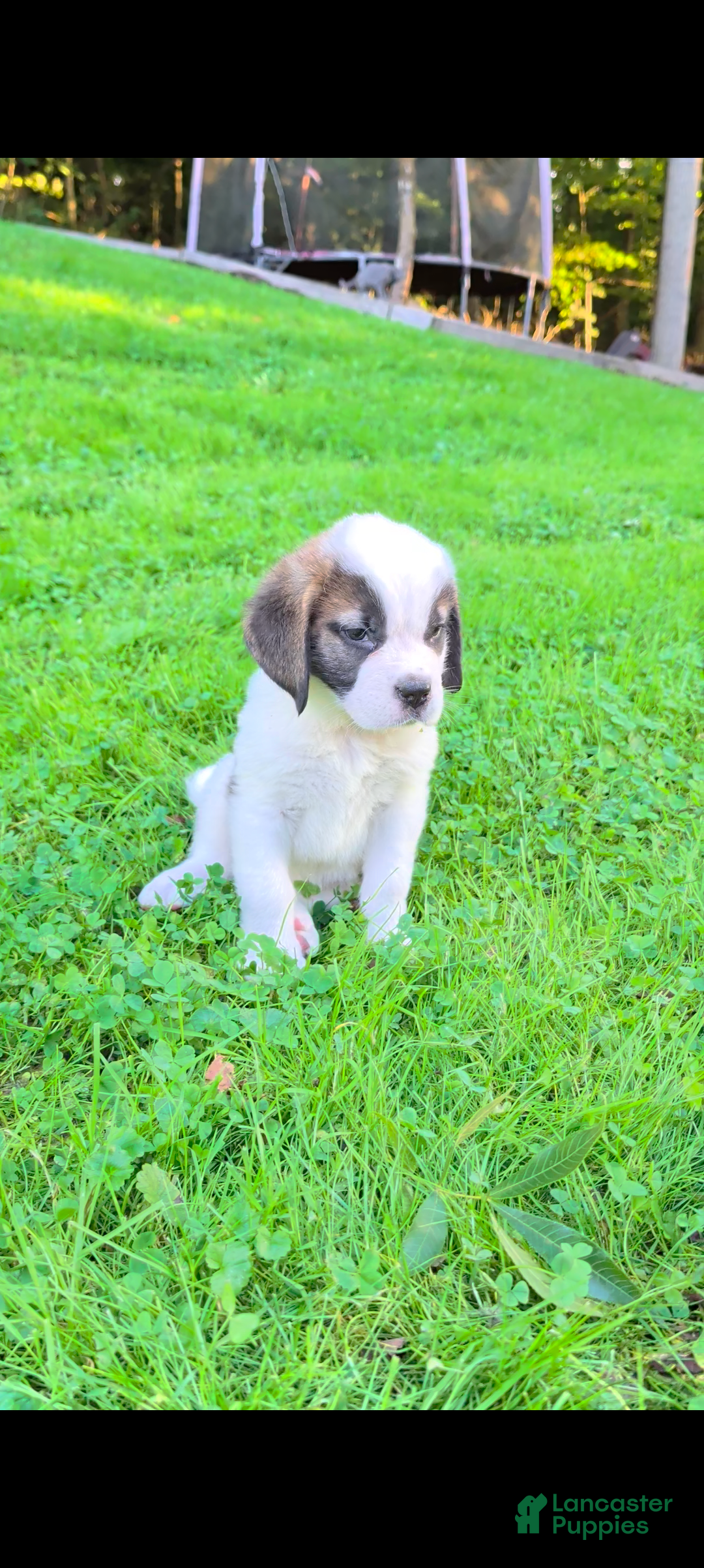 Saint Bernard dogs Brittany  - Ad 2