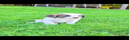 Saint Bernard dogs for sale: Brittany  - Ad 2