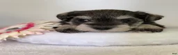 Miniature Schnauzer dogs for sale: Jewel Miniature Schnauzer  - Ad 9