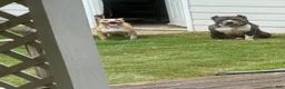 American Bully dogs for sale: American Bully 4 - Ad 2