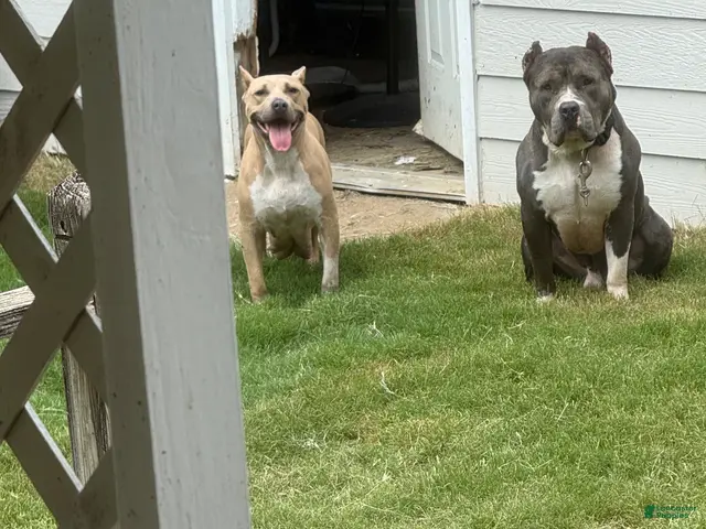 American Bully dogs for sale: American Bully 3 - Ad 2