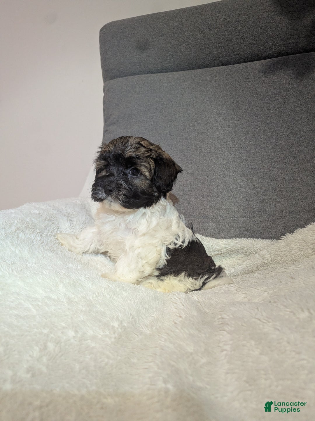 Havanese dogs for sale: Braxton  - Ad 2