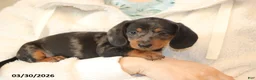 Miniature Dachshund dogs for sale: Parker - Ad 3