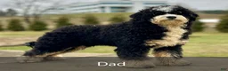 Mini Bernedoodle dogs for sale: Honey - New Video - Ad 9