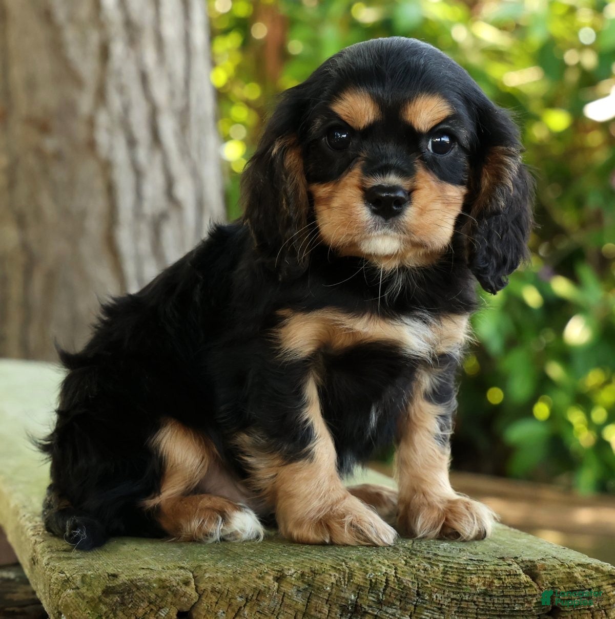 Cavalier King Charles Spaniel dogs for sale: Carson - Ad 9
