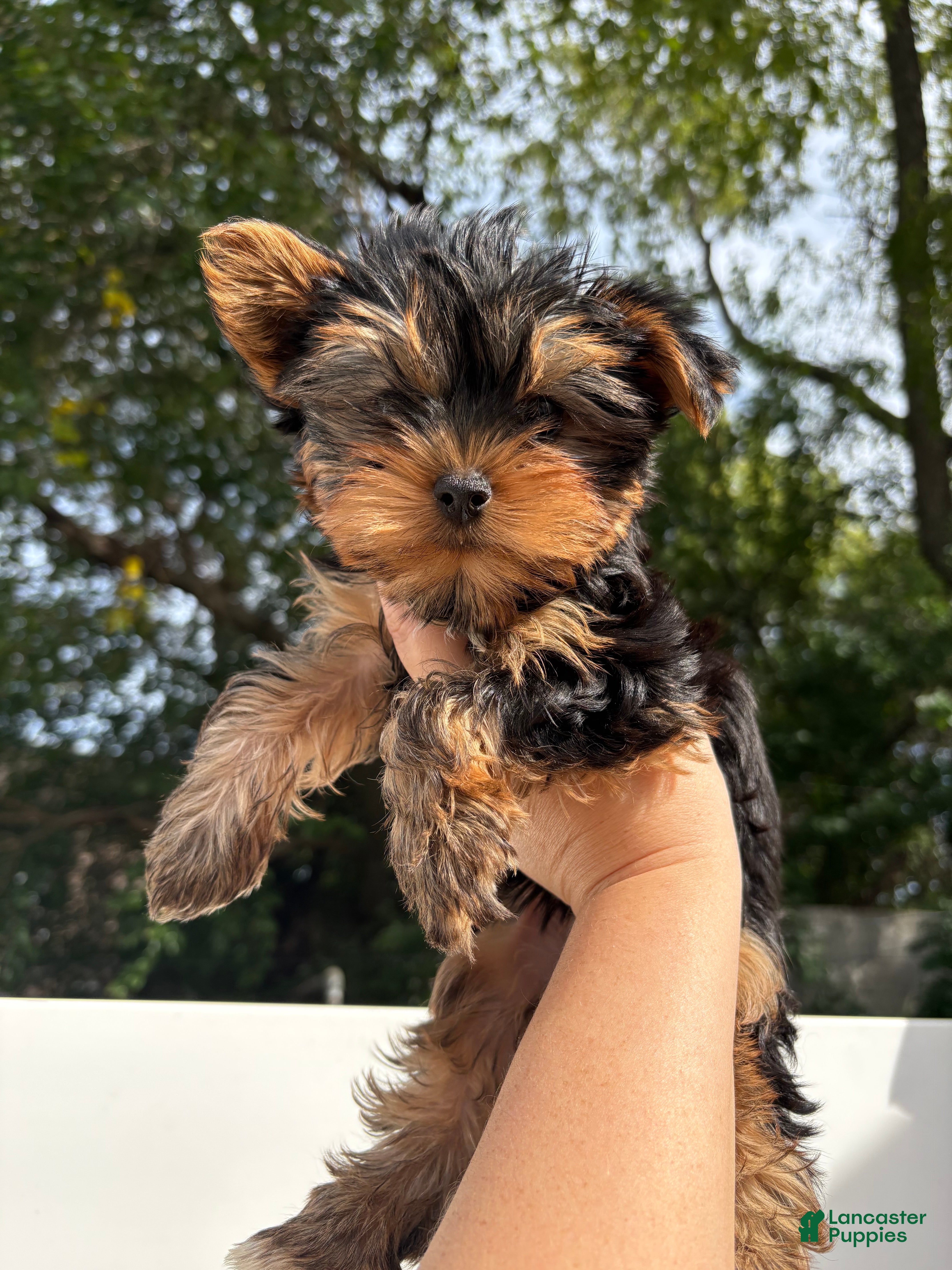 Yorkshire Terrier dogs for sale: Yorkshire Terrier 1 - Ad 1