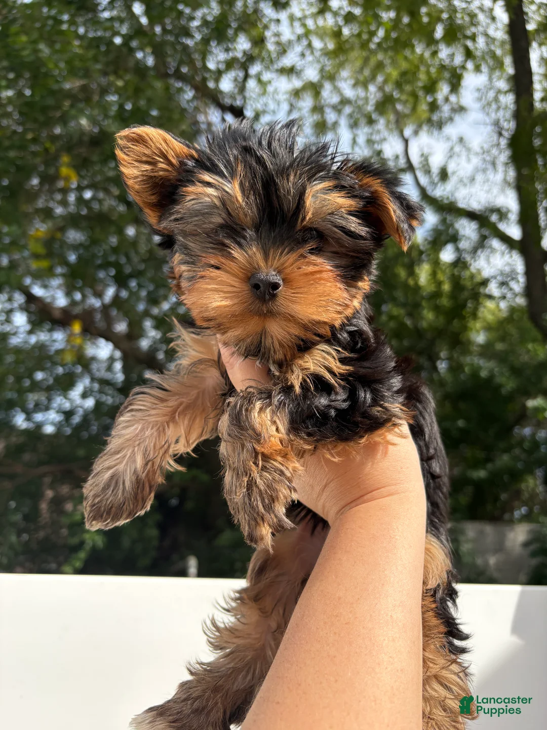 Yorkshire Terrier dogs for sale: Yorkshire Terrier 1 - Ad 1