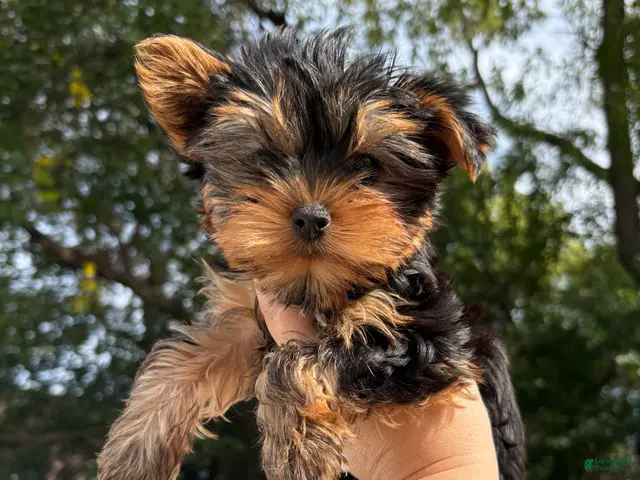 Yorkshire Terrier dogs for sale: Yorkshire Terrier 1 - Ad 1