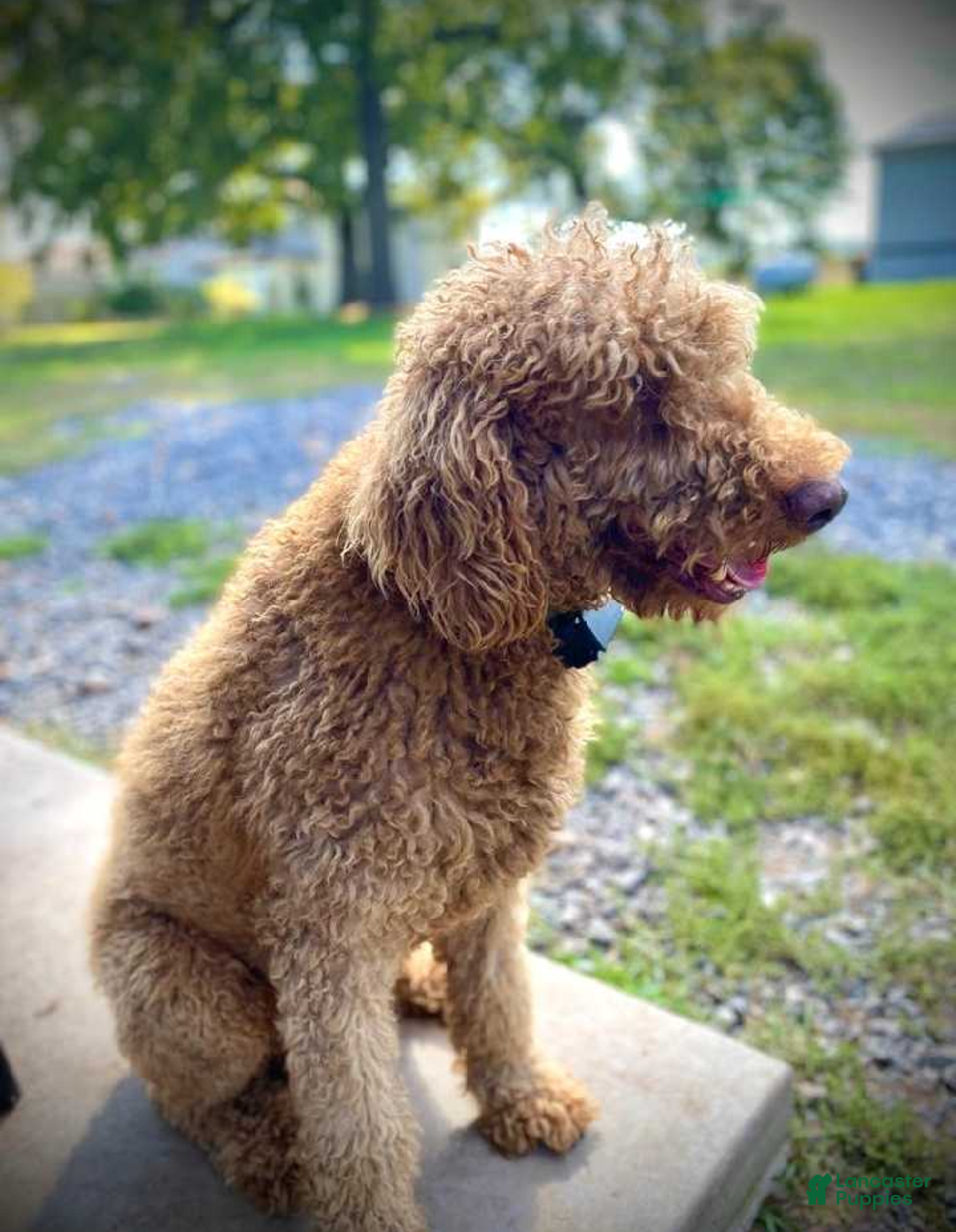 Bernedoodle dogs for sale: Barkley - Ad 7