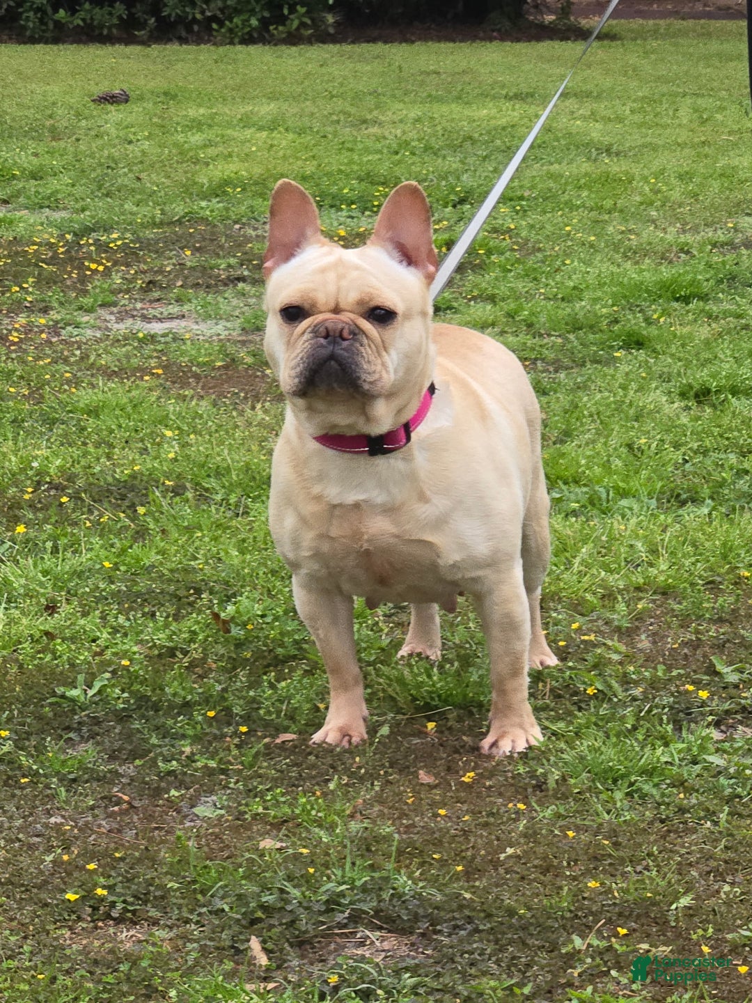 French Bulldog dogs for sale: French Bulldog Puppy 3 - Ad 4