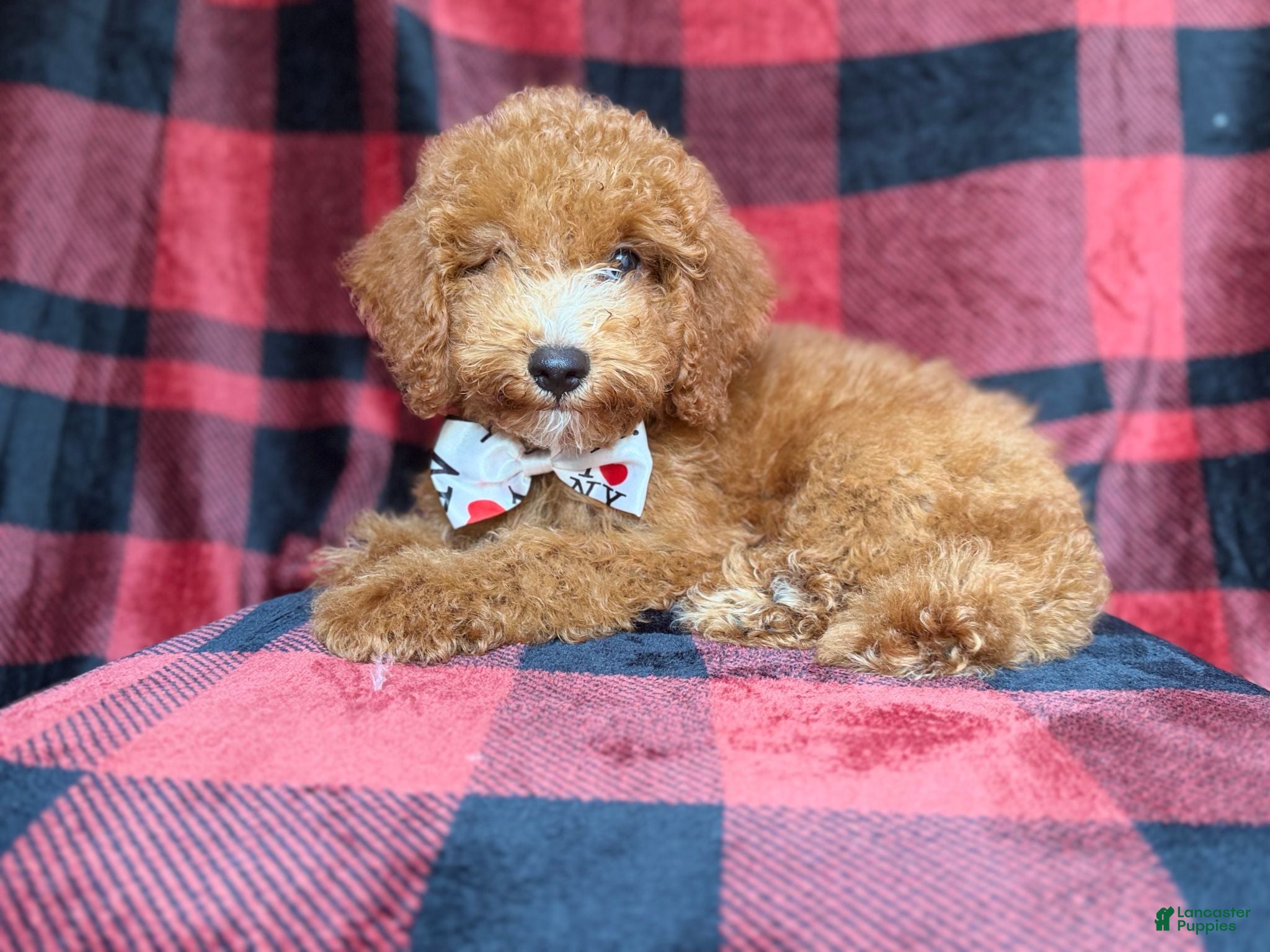 Cockapoo dogs Peter - Ad 12