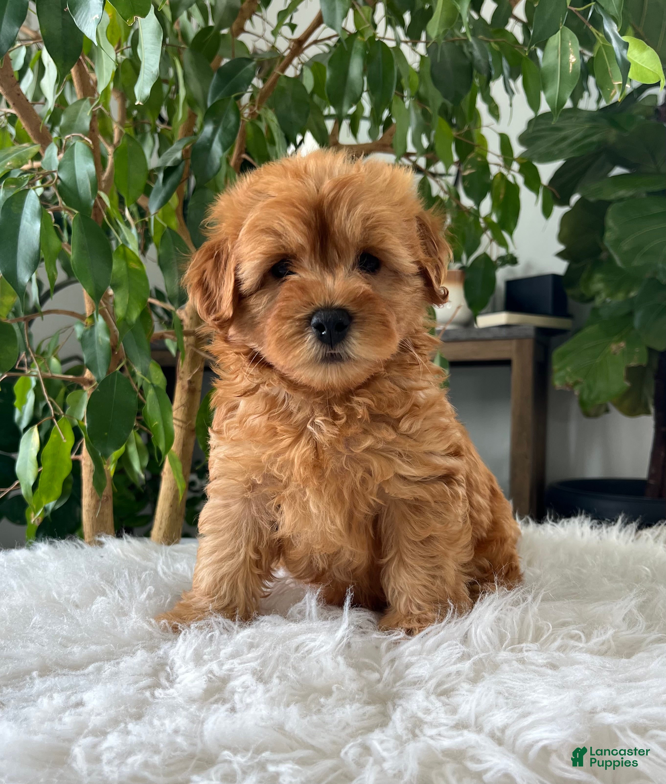 Mini Goldendoodle dogs Chico  - Ad 1