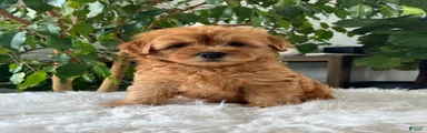 Chico 