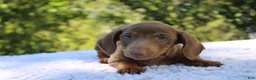 Dachshund dogs for sale: Bruno - Ad 1