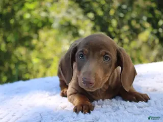 Dachshund dogs Bruno - Ad 3