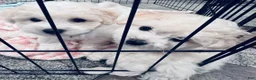 Bichon Frise dogs for sale: Baby boy 1 - Ad 7