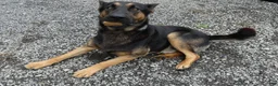 German Shepherd dogs for sale: German Shepherd 3 Wyona - Ad 4
