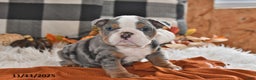 Olde English Bulldogge dogs for sale: Jackson - Ad 7