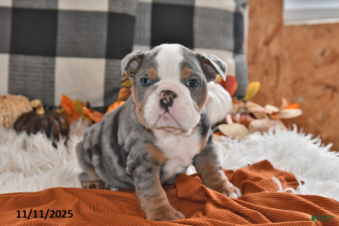 Olde English Bulldogge dogs for sale: Jackson - Ad 7