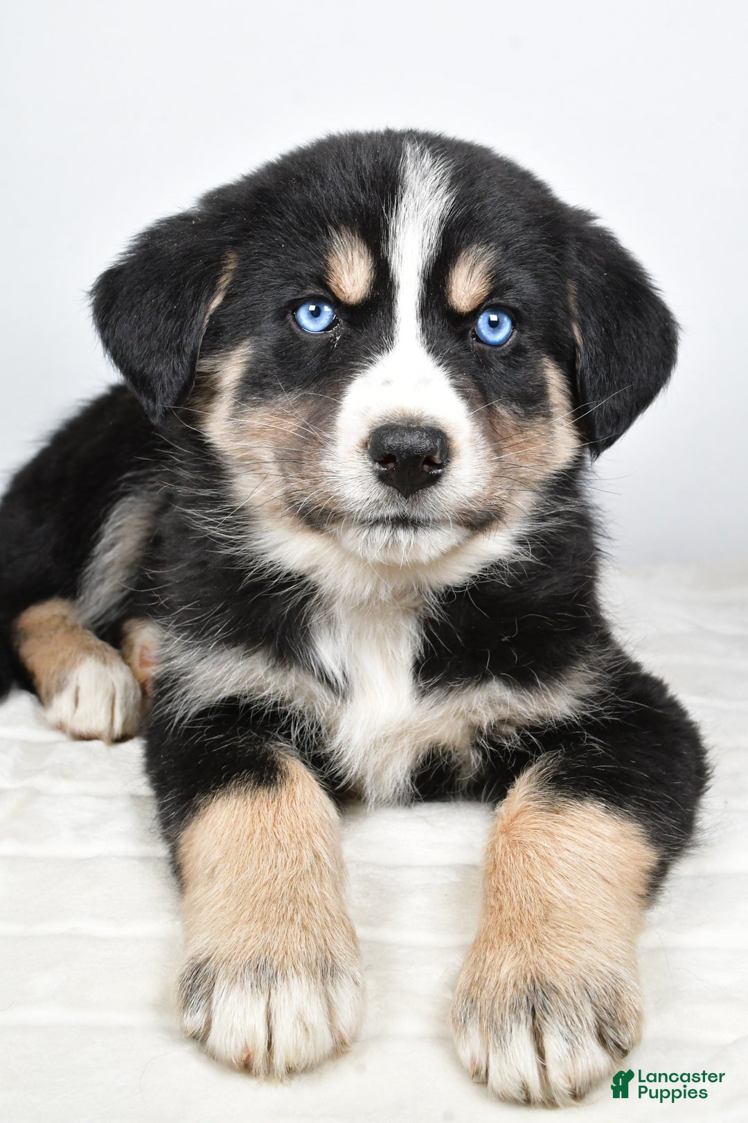 Mixed Breed dogs for sale: Piper - Ad 2