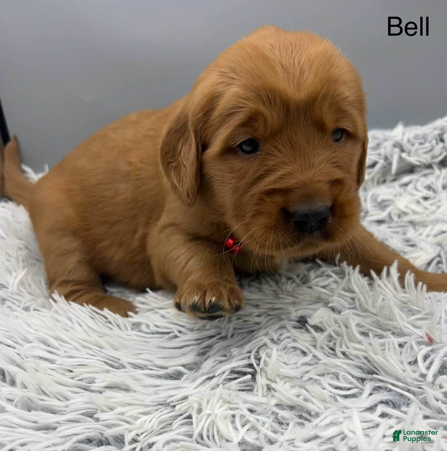 Golden Retriever dogs Golden Retriever Puppy Bell - Ad 41