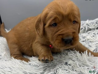 Golden Retriever dogs Golden Retriever Puppy Bell - Ad 33