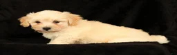 Maltipoo dogs for sale: Charlie - Ad 8