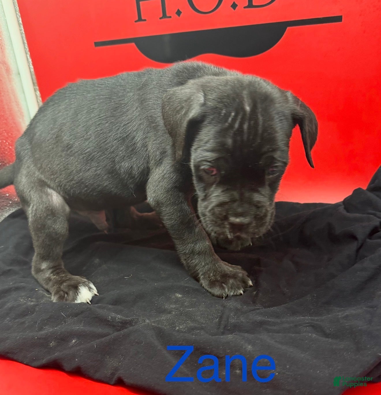 Cane Corso dogs Zane - Ad 1