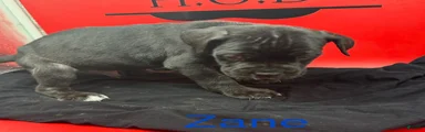 Zane
