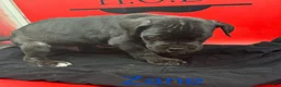 Cane Corso dogs for sale: Zane - Ad 1