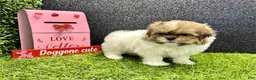 Shih Tzu dogs for sale: Leroy - Ad 3