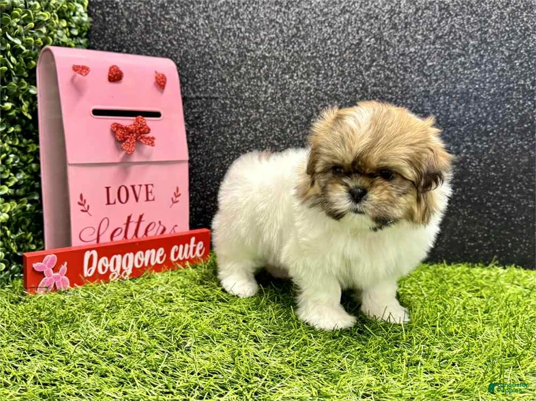 Shih Tzu dogs for sale: Leroy - Ad 3