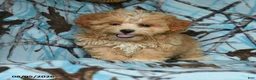 Mixed Breed dogs for sale: Udo - Ad 4