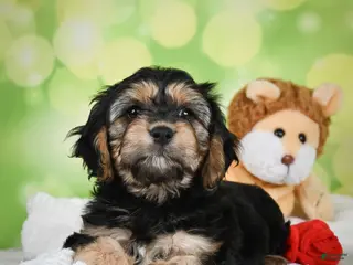 Cavachon dogs for sale: Jason - Ad 2