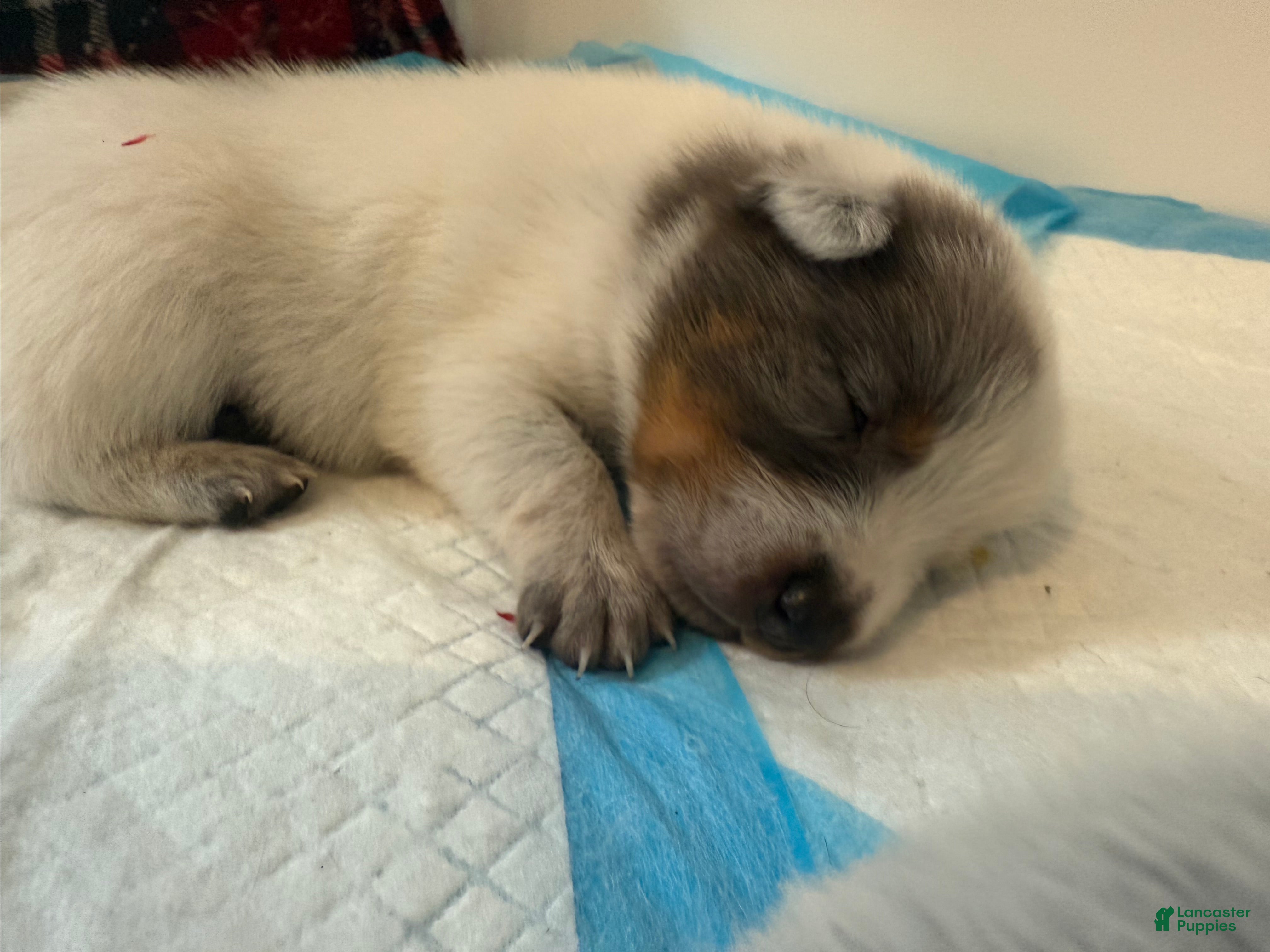 Australian Cattle Dog dogs for sale: Puppy 3 - Ad 19