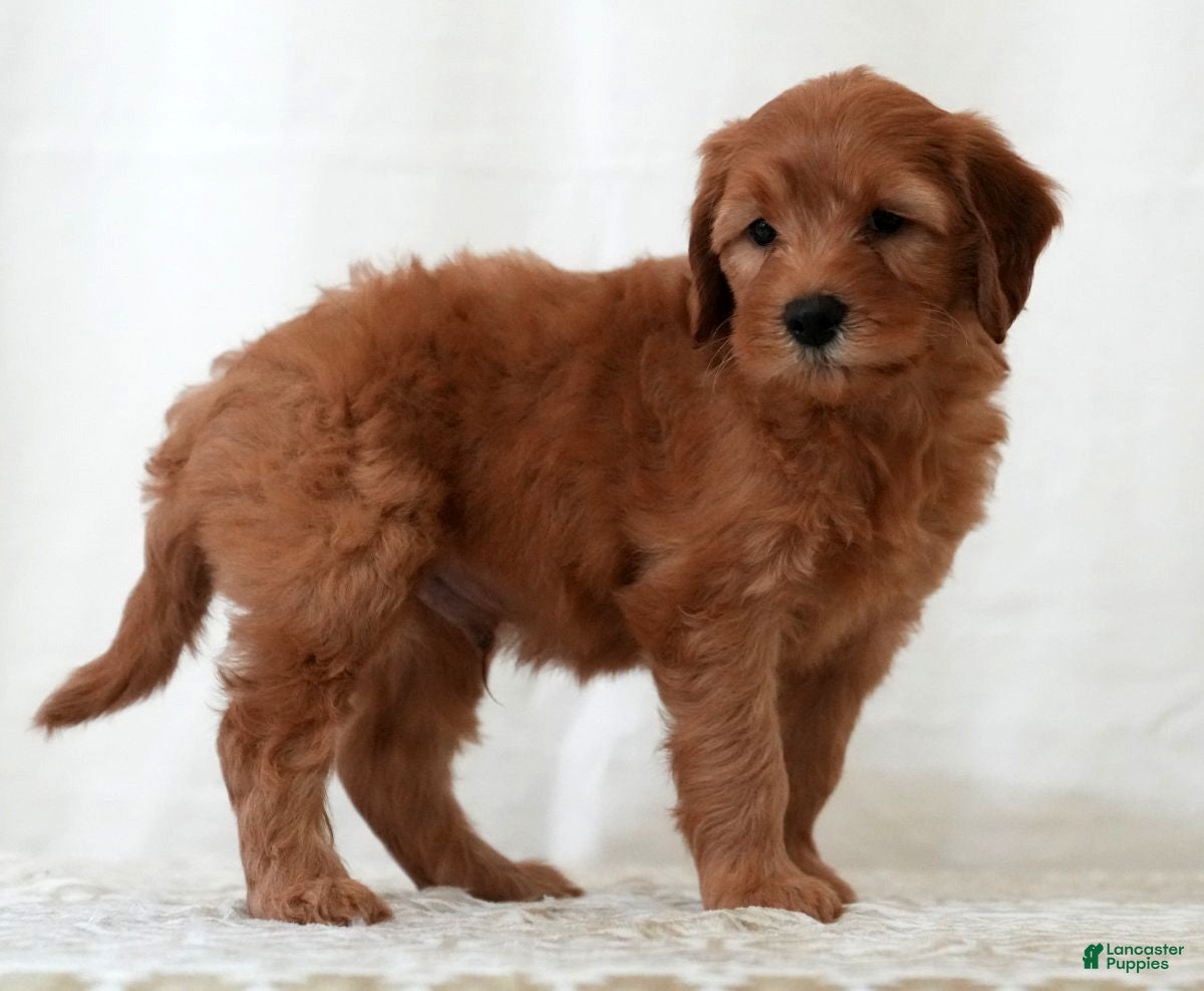 Mini Goldendoodle dogs Rio - Ad 1