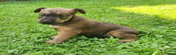 Irish Terrier dogs for sale: Clover - Ad 5