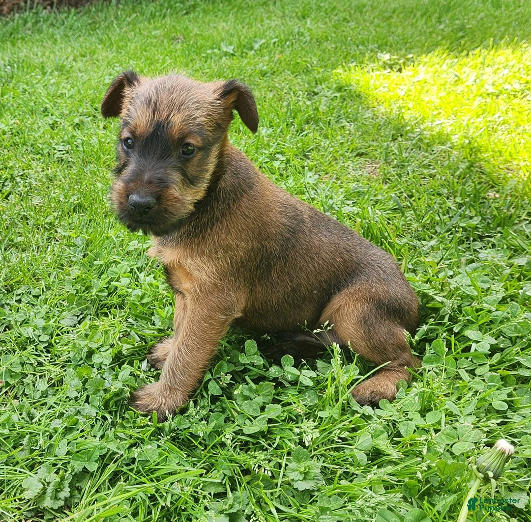 Irish Terrier dogs for sale: Clover - Ad 5