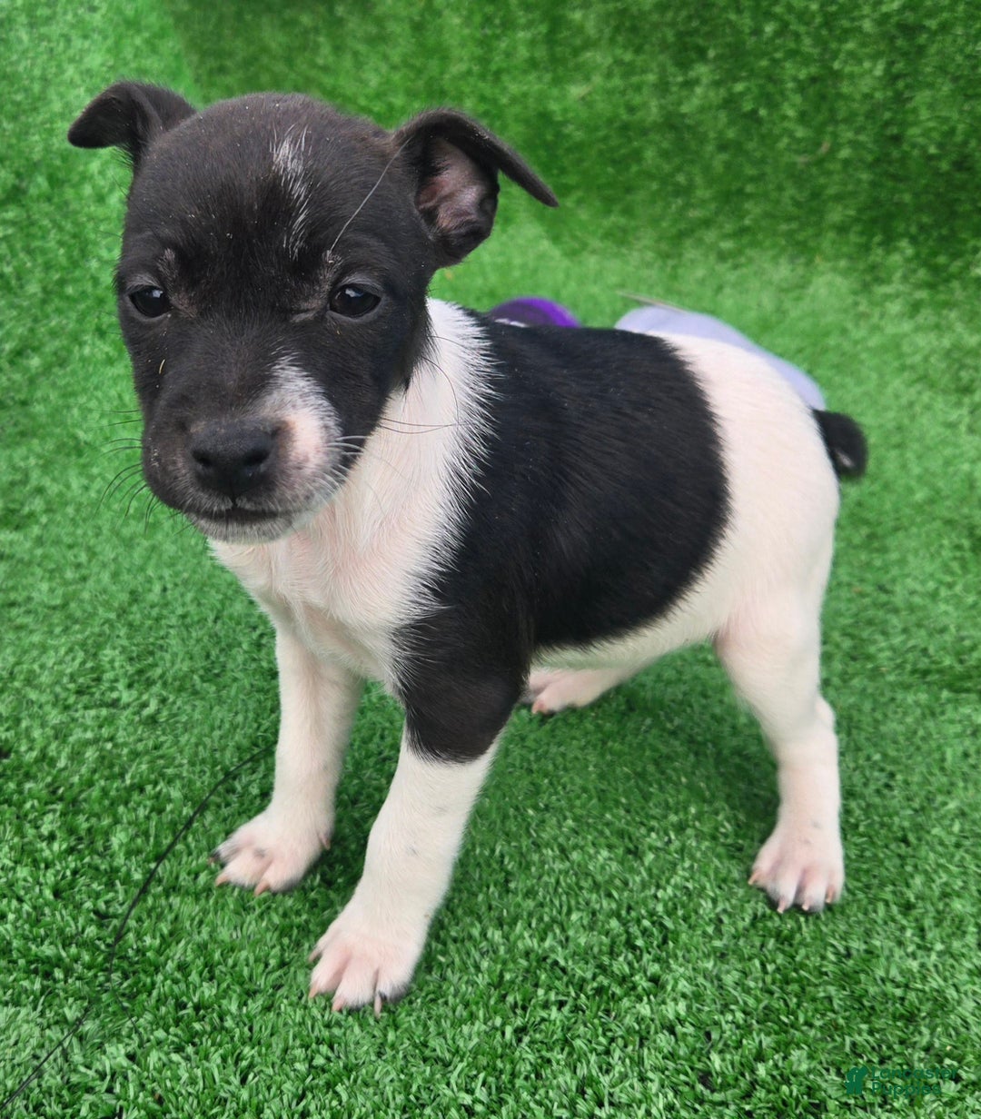 Jack Russell Terrier dogs for sale: Jack Russell Terrier Puppy 3 - Ad 10