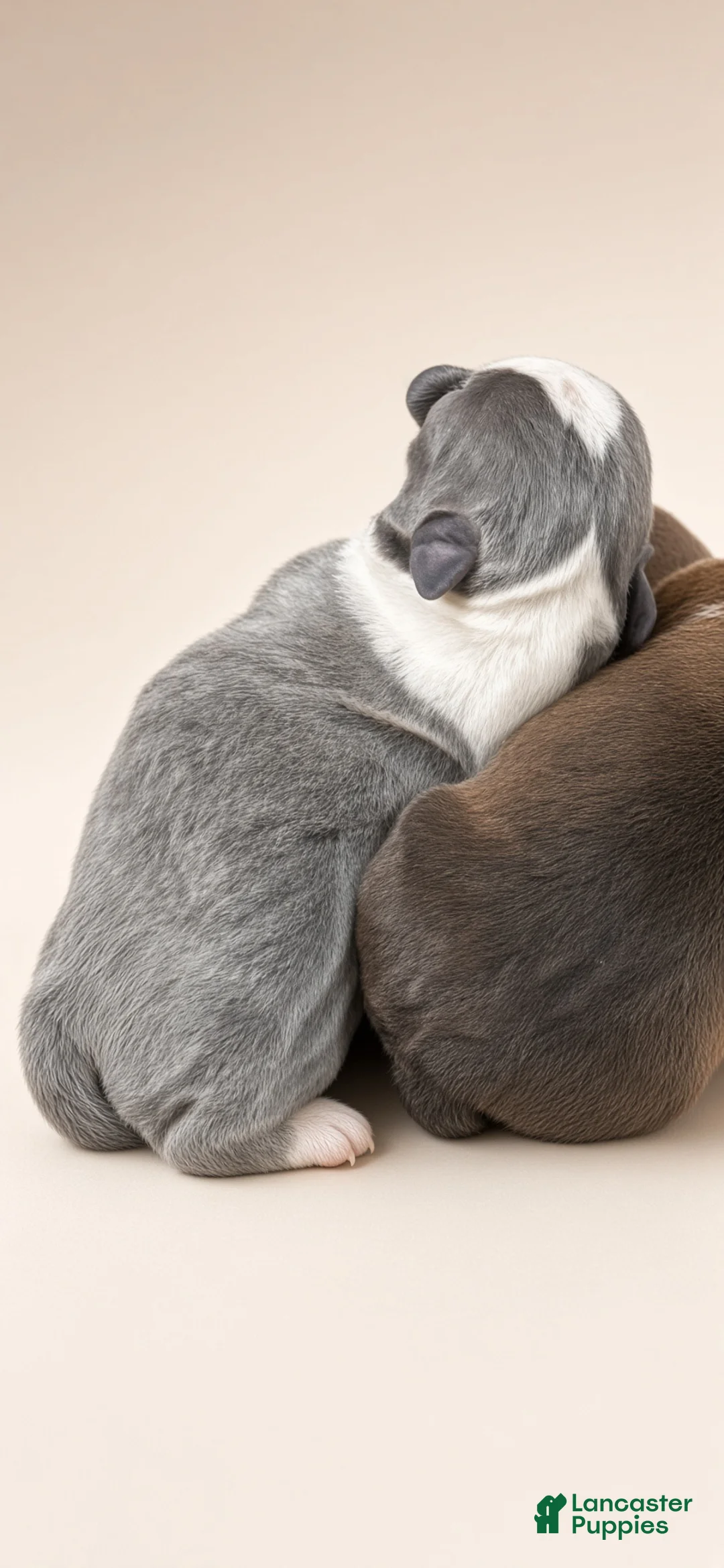 Boston Terrier dogs for sale: Gray and white Boston terrier - Ad 1