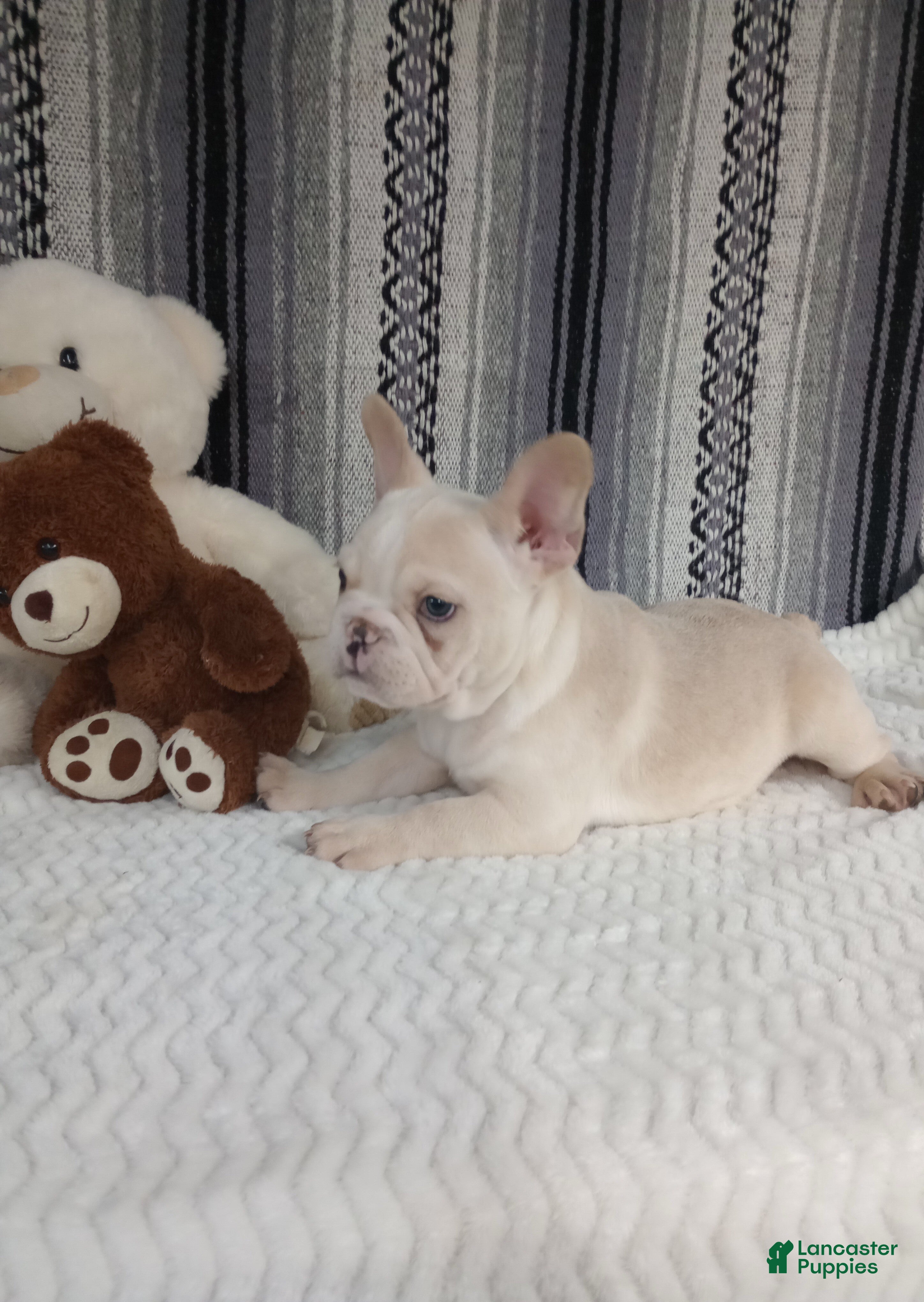 French Bulldog dogs Justin  - Ad 37