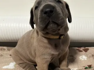 Great Dane dogs Tan Collar - Ad 3