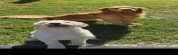 Golden Retriever dogs for stud: Tedds - Ad 1