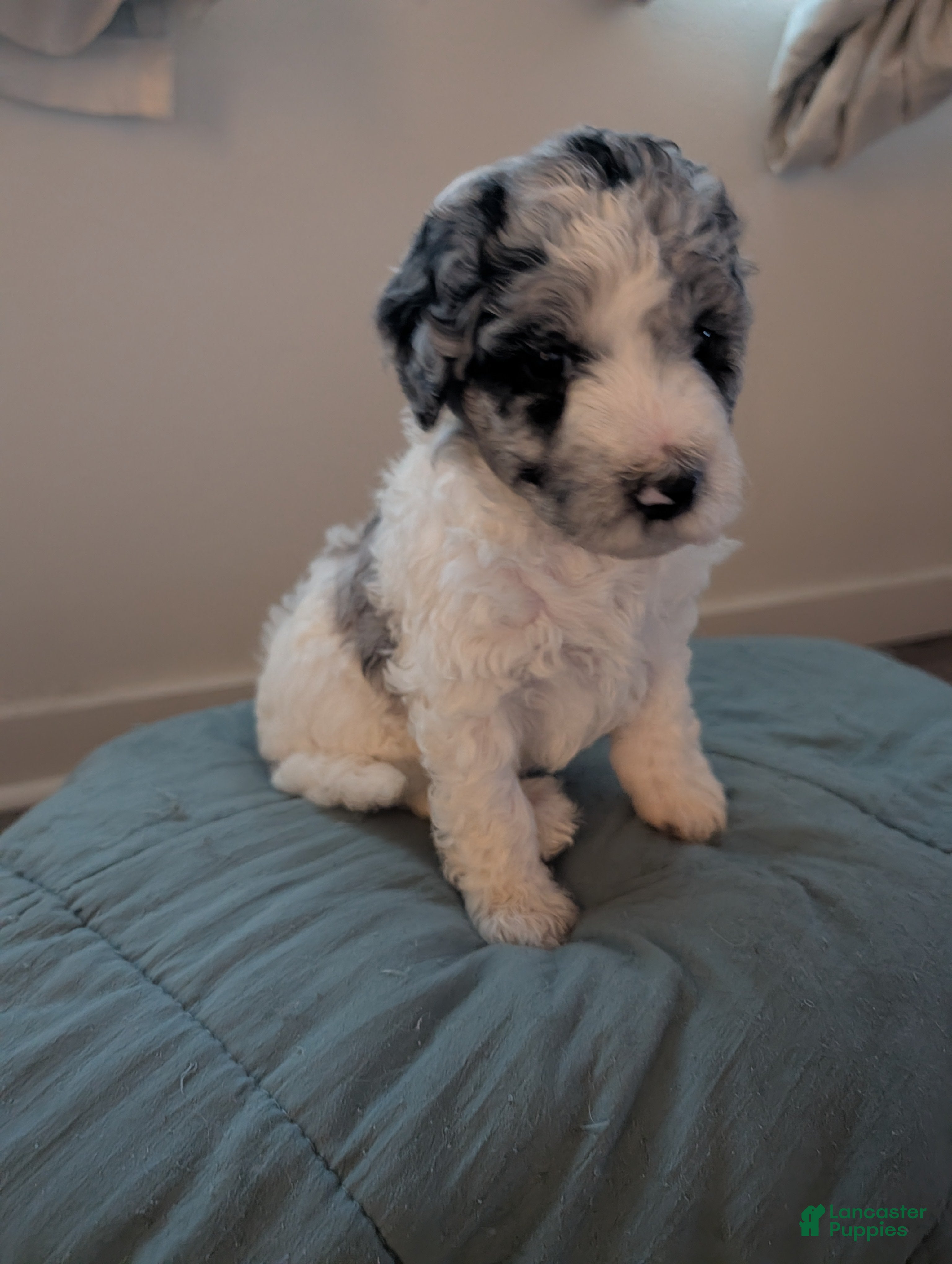Mixed Breed dogs for sale: Golden Aussiedoodle 8 - Ad 2