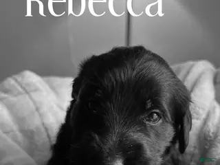 Mixed Breed dogs Golden Labradoodle Puppy 3 Purple Collar - Ad 27
