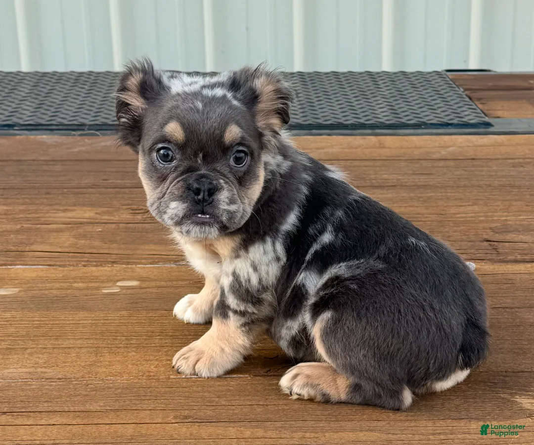 English Bulldog dogs for sale: English Bulldog Puppy 1 - Ad 2