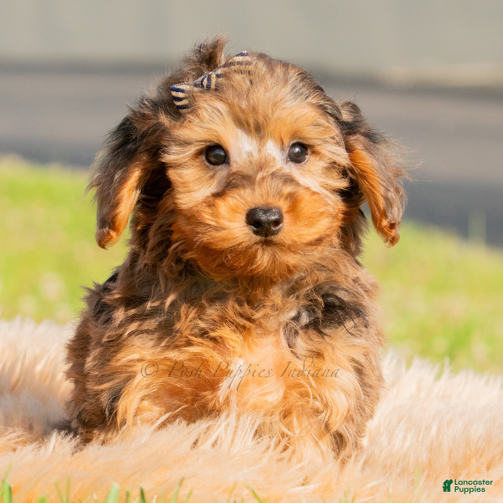 Yorkiepoo dogs Rohan  - Ad 8